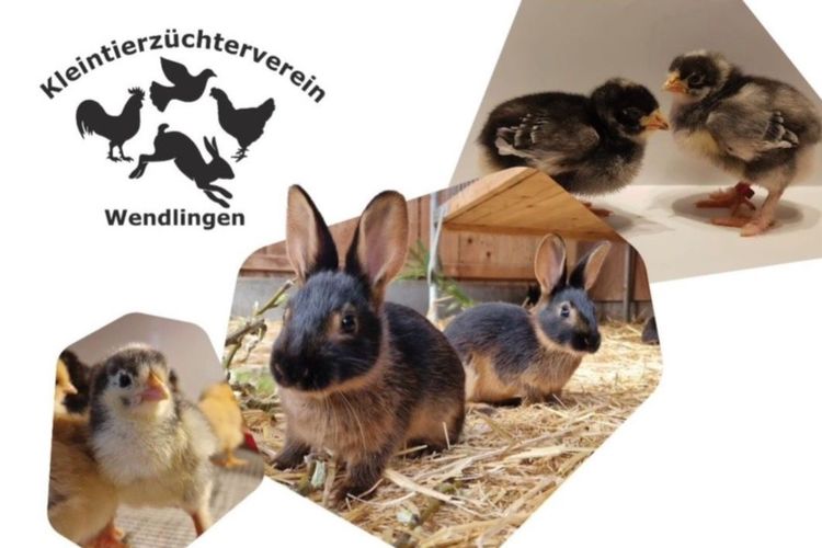 Kükenschau mit Frühlingsfest