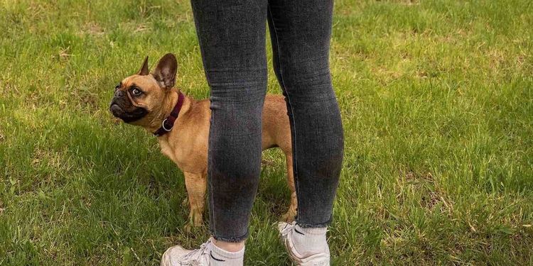 Das Team von LUCKY PAWS