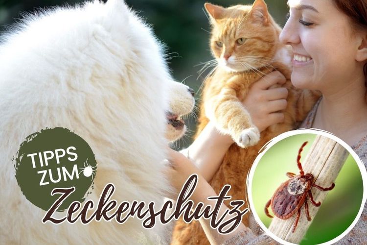 Sorgt für die Gesundheit eurer Haustiere und schützt sie vor Zecken!