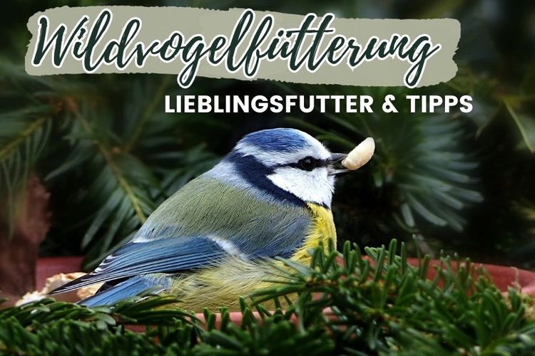 Wildvogelfütterung