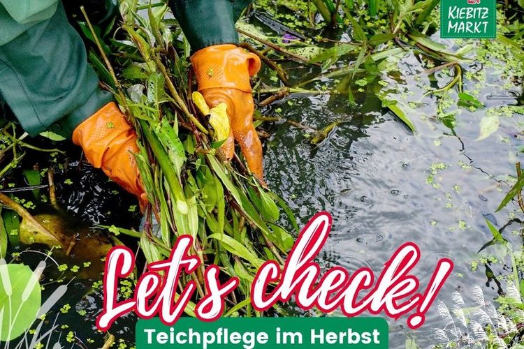 Teichpflege im September 