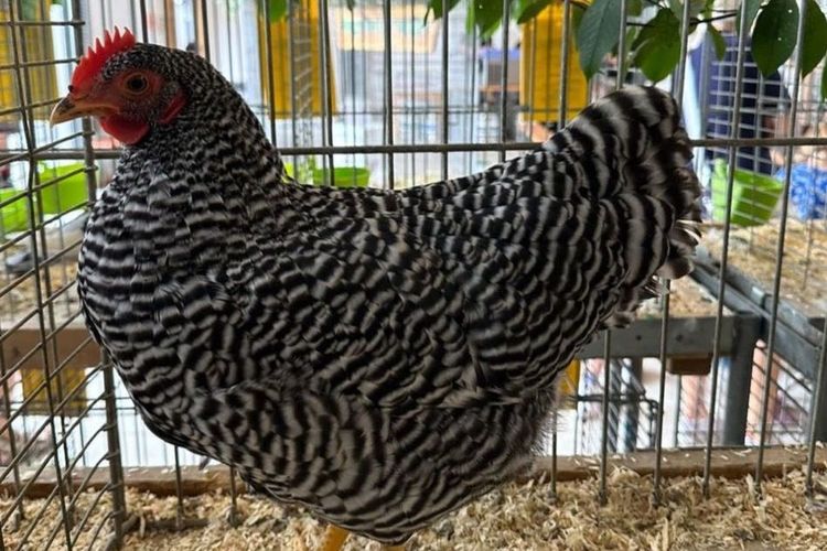 Einladung zur Mitgliederversammlung