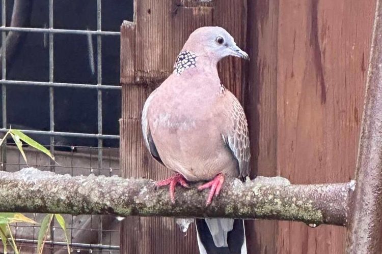 Jahreshauptversammlung