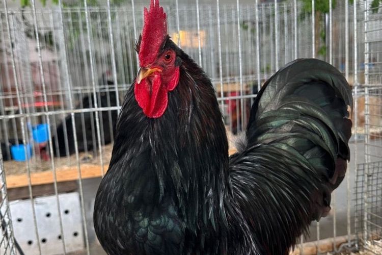 Einladung zur Jahreshauptversammlung 2025 