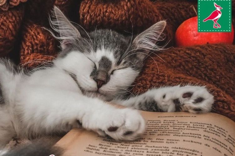 Beschäftigung für Stubentiger