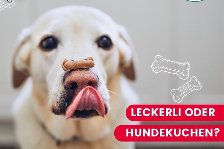 Heute ist der Tag des Hundekuchens