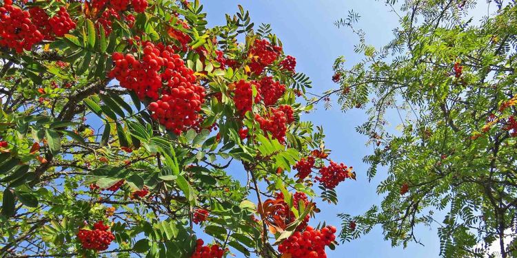 Das Team von BUND Ortsgruppe Meerbusch
