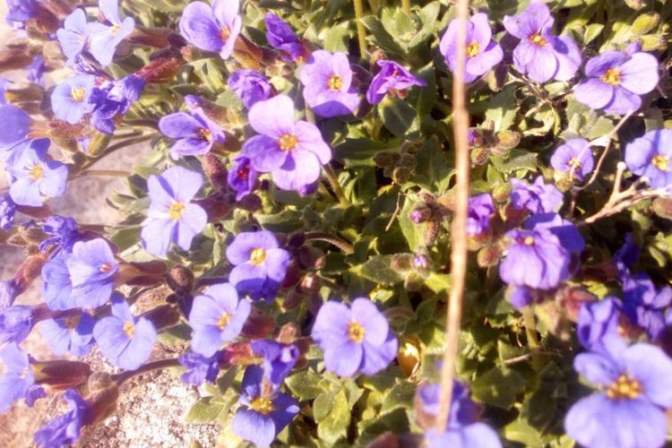 Neues übern Gartenzaun