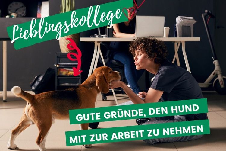 Dürft ihr euren Hund mit zur Arbeit nehmen?