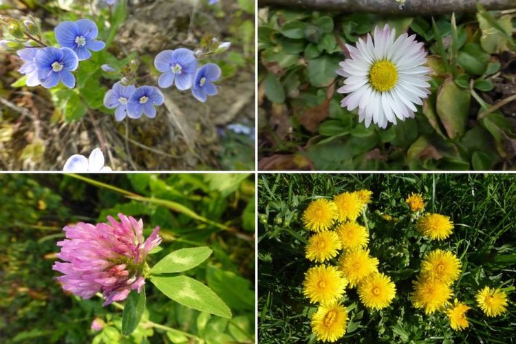 Geißfuß, Milchbosch und Nesselpower 