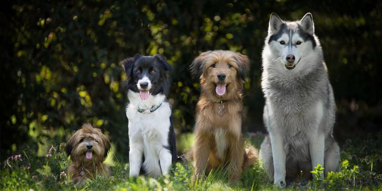Das Team von HUNDEFREUNDE Wendlingen e.V.