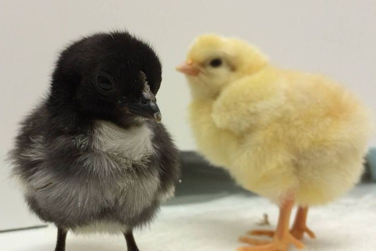 Frühlingsfest mit Kükenschau am 22./23. April