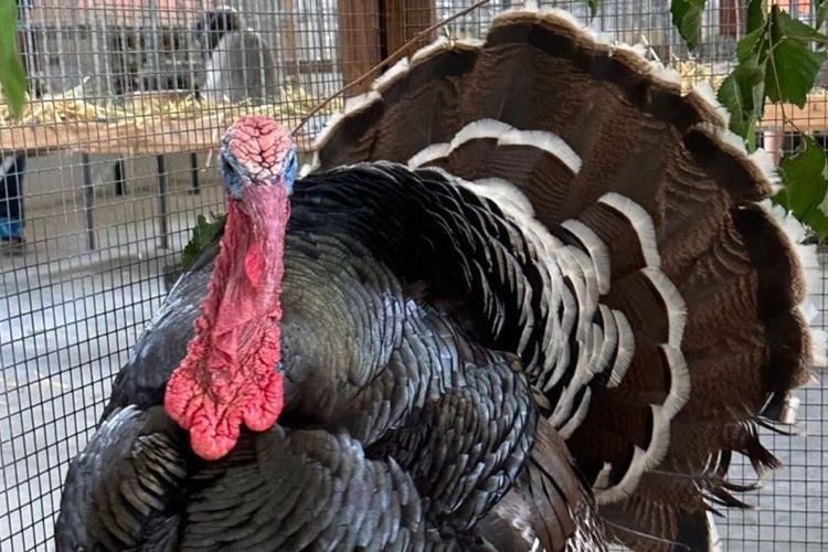 Jungtierschau mit Sommerfest