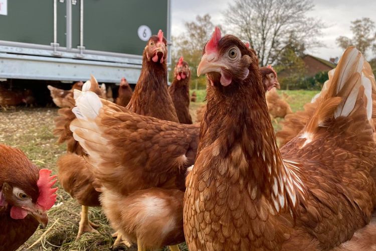 Bauer Roos hat zweites Hühnermobil in Betrieb genommen