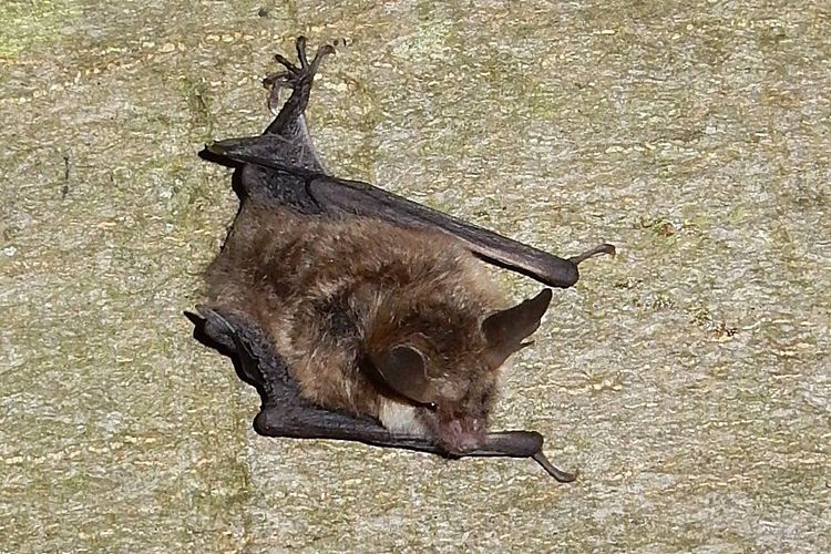 30.8. – 28. Europäische „Batnight“