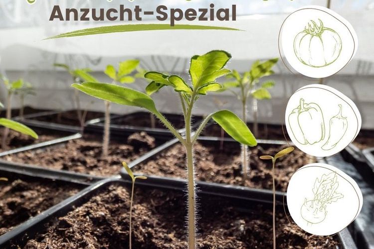 Anzucht-Special