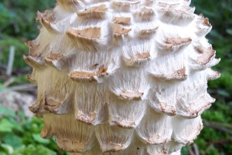 Unterwegs im Reich der Pilze