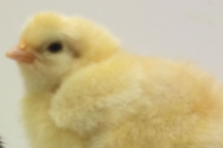 Kükenschau mit Frühlingsfest