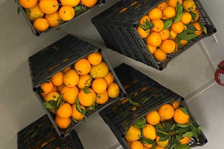 Orangenaktion