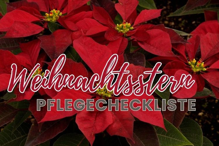 Weihnachtssterne