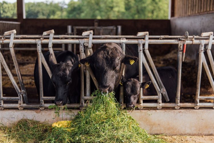 Echtes Qualitätsfleisch aus der Region