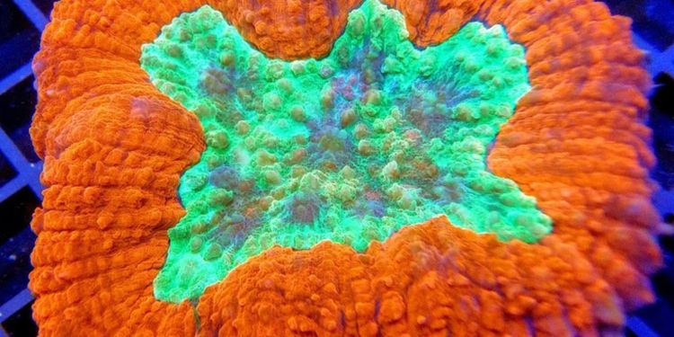 Das Team von Corals-reeftech.de