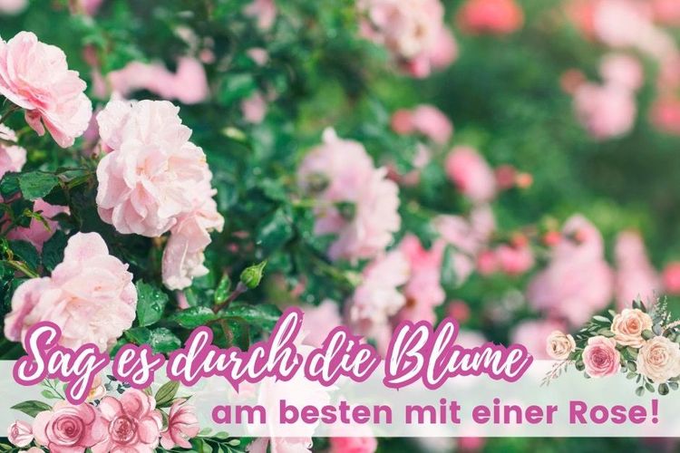 Tag der Rose