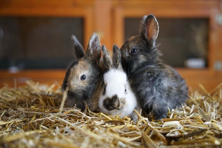 Frühlingsfest mit Kükenschau am 26./27. April