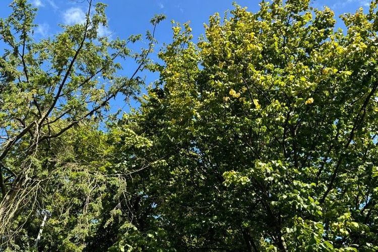 „Waldbaden“. Ein Ausflugstipp.