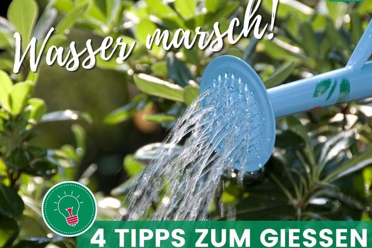 4 TIPPS ZUM GIESSEN