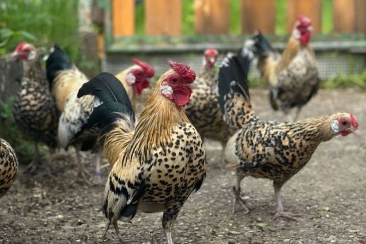 Lokalschau am 11./12.11. im Vereinsheim 