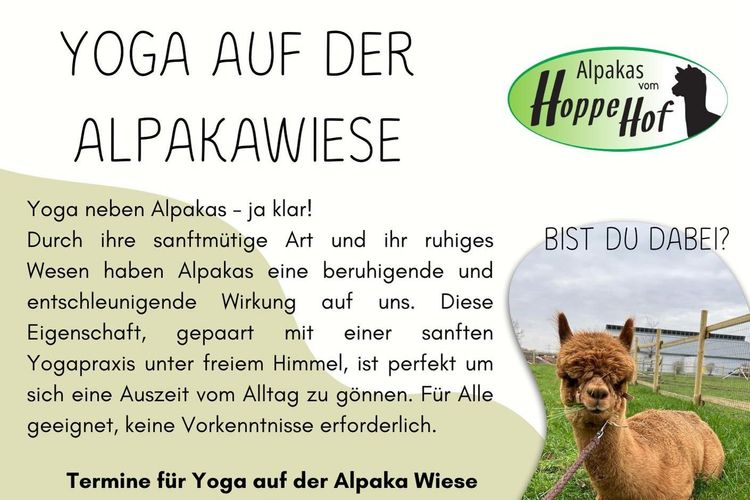Yoga auf der Alpakawiese