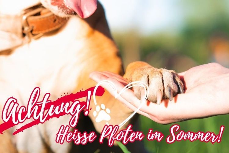 Heiß gelaufene Pfoten im Sommer
