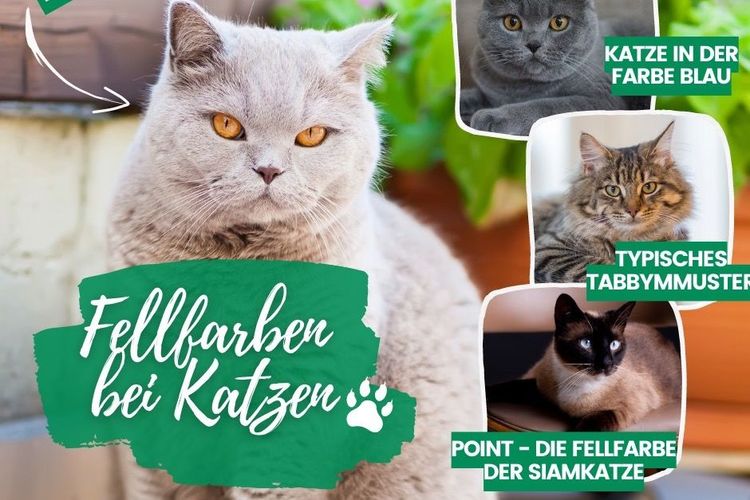 Fellfarben bei Katzen