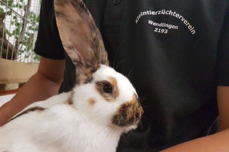 Frühlingsfest mit Kükenschau am 26./27.4.