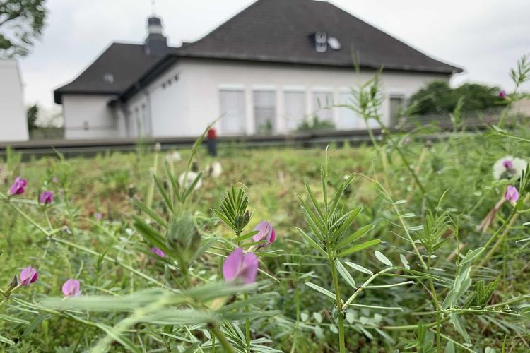 Mehr grüne Dächer und Fassaden im Stadtgebiet