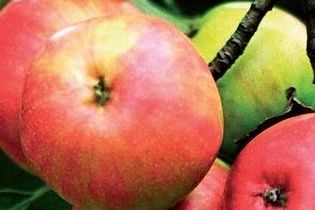  SOMMERFERIENPROGRAMM