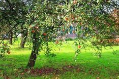 Termine und Festteilnahmen 