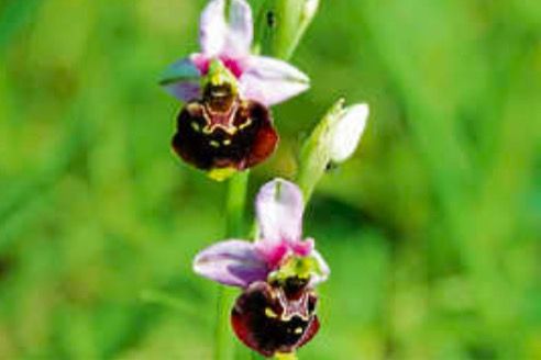 Juwelen der Natur - Orchideen und Schmetterlinge