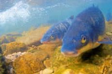 Nasenaufstieg in der Lauter am vergangenen Wochenende