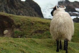 Irlandabend der Naturfreunde Wendlingen