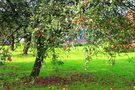 Ein schöner Tag mit Onser Saft