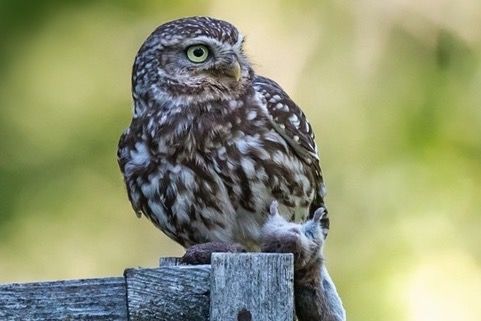 Einladung zur Jahreshauptversammlung 