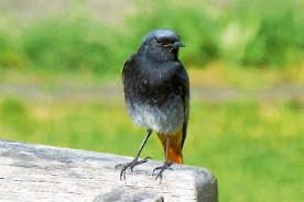 Stunde der Wintervögel