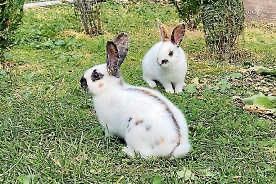 Jungtierschau mit 111-jährigem Jubiläumsfest