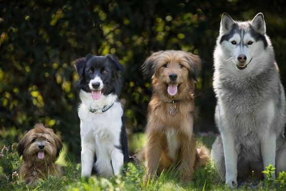 Auf der Suche nach Hundetraining?