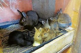 Frühlingsfest mit Kükenschau am 22./23.4.