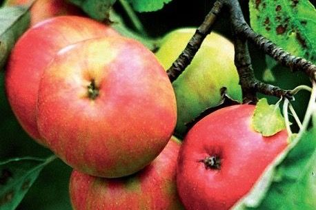 Sammelplatz für Obstbaumschnittgut