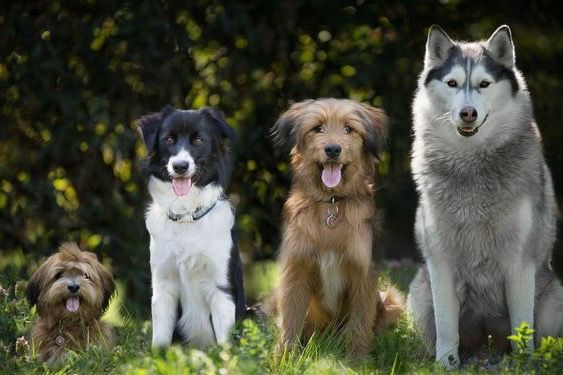 Auf der Suche nach Hundetraining?