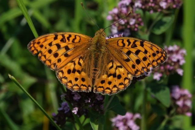 Orchideen- und Schmetterlingsführung am 26.06. in Reichenbach im Tale / Schlat